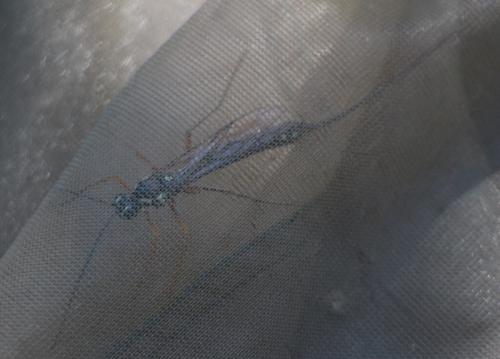 Rhyssa persuasoria